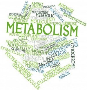 मेटाबोलिज्म (चयापचय) क्या है कैसे काम करता है | What is Metabolism and