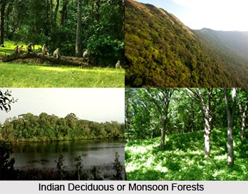 forest of india